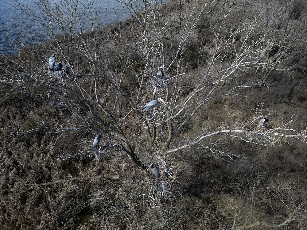 Great Blue Heron rookery in the Drumke Lake unit of Big Muskego Lake Wildlife Area.