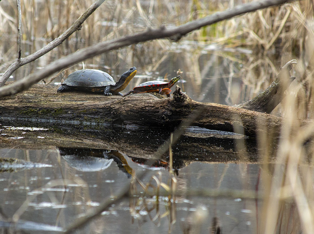A blandings and painted turtle share a log in the kettle pond behind the State Forest Headquarters (which is also pictured in the banner photo at the top).
