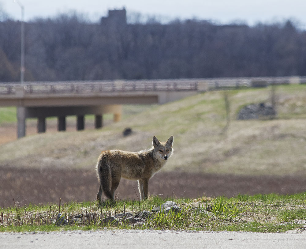 Coyote on the Milwaukee County Grounds in Wauwatosa.