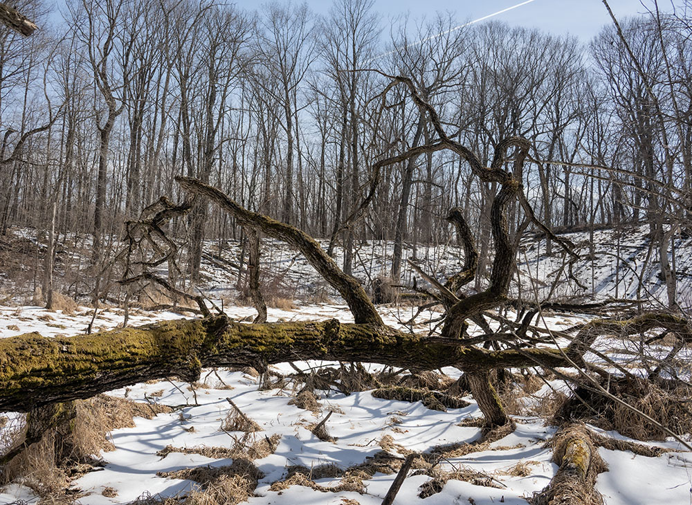 A fallen tree lies with a gesture resembling death throes.
