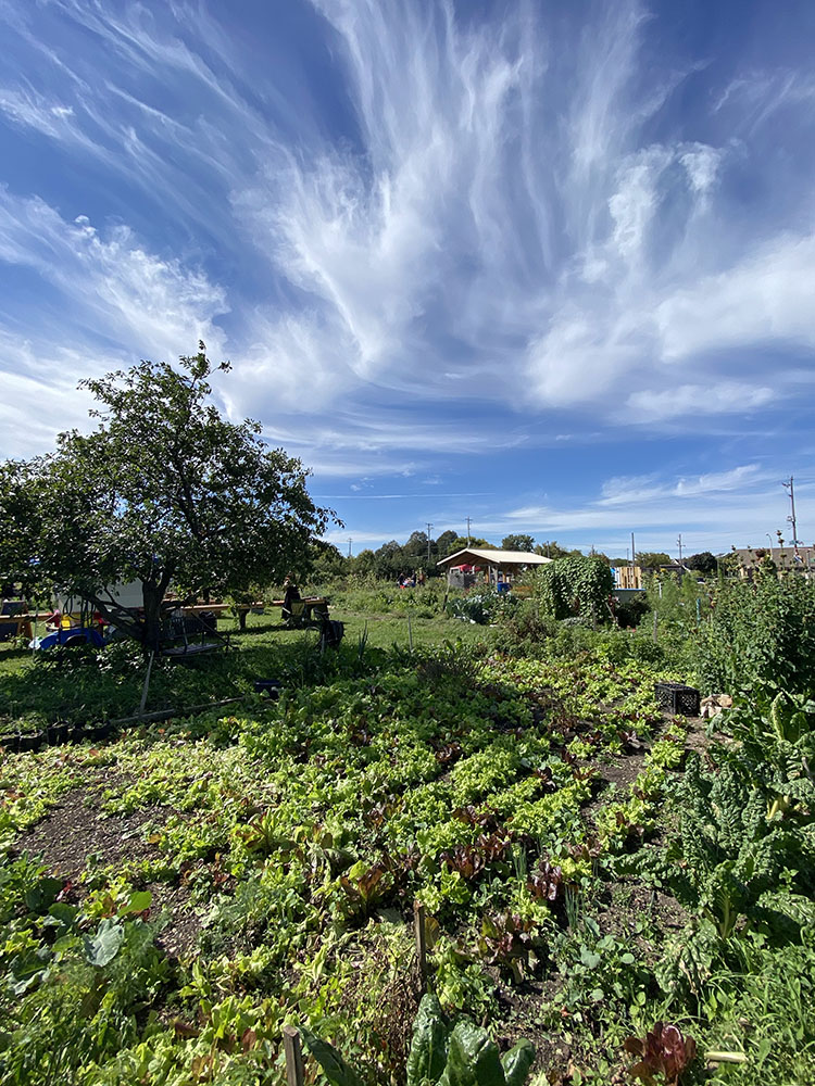 Alice's Garden in Johnson Park, Milwaukee.