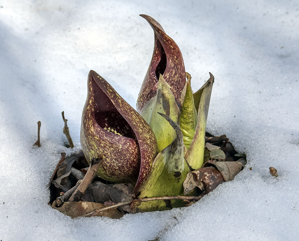 Skunk cabbage blossoms melt their way through the snow cover.