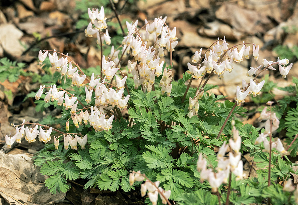 An irruption of Dutchman's Breeches, Riverbend Nature Preserve near Newburg.