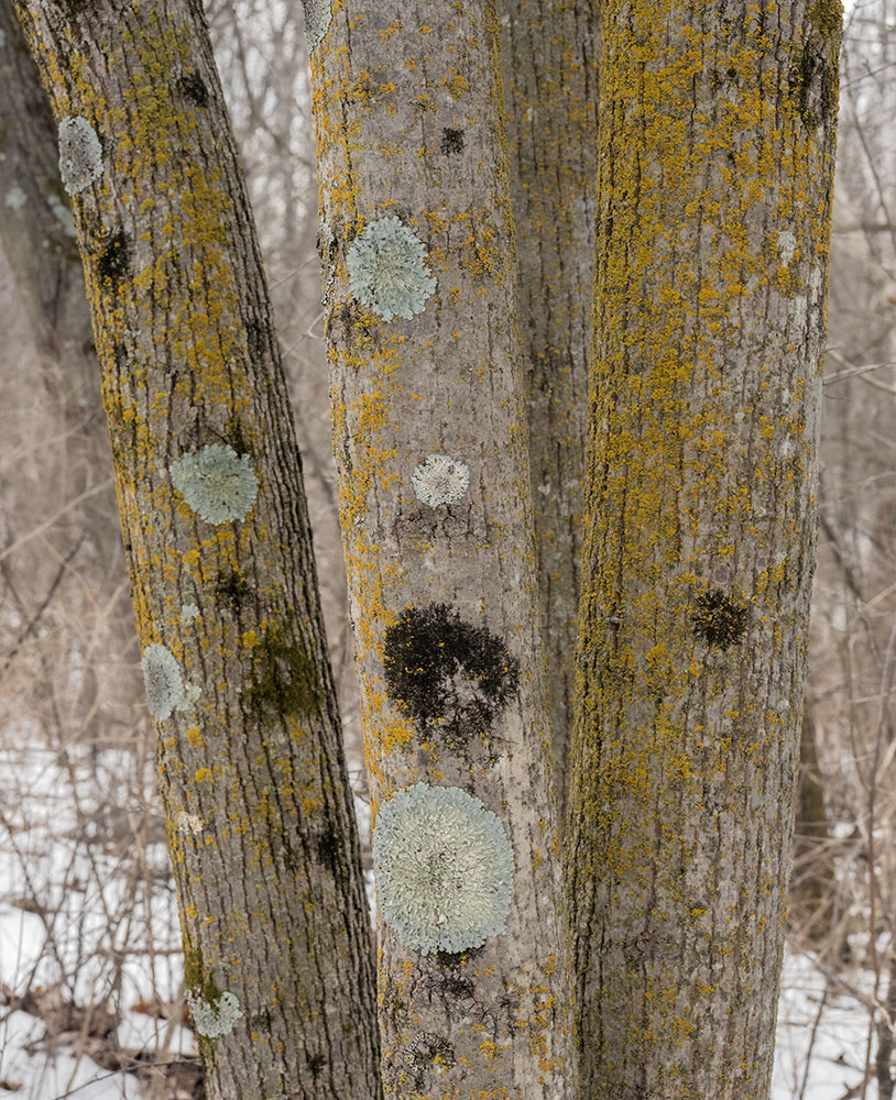 Spots of muted colors in a largely colorless landscape.