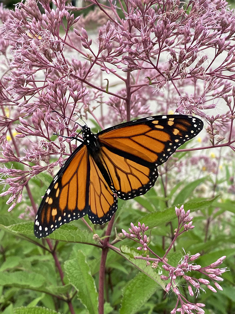 Monarch on Joe Pye Weed, Menomonee River Parkway, Wauwatosa.