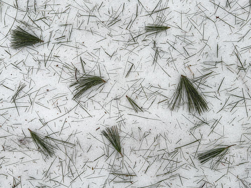 An all-over pattern of random pine needles decorates the snow.