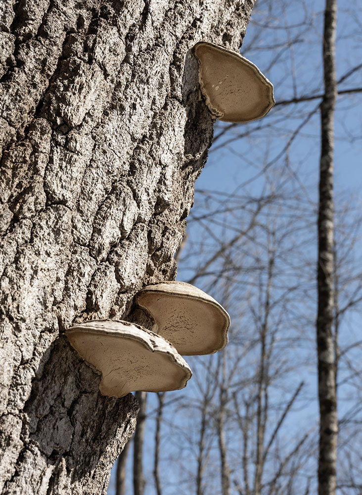 Polypore, or "shelf" mushrooms, on a tree trunk.