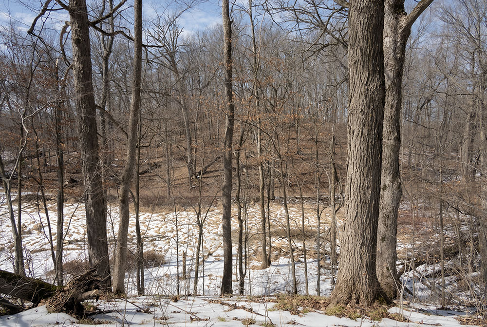 Looking across a kettle bog to a south-facing slope completely bare of snow.