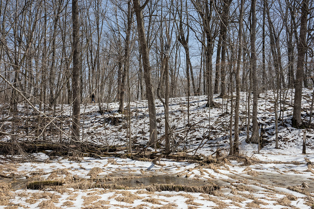 The trail rises alongside a wetland in a small kettle.
