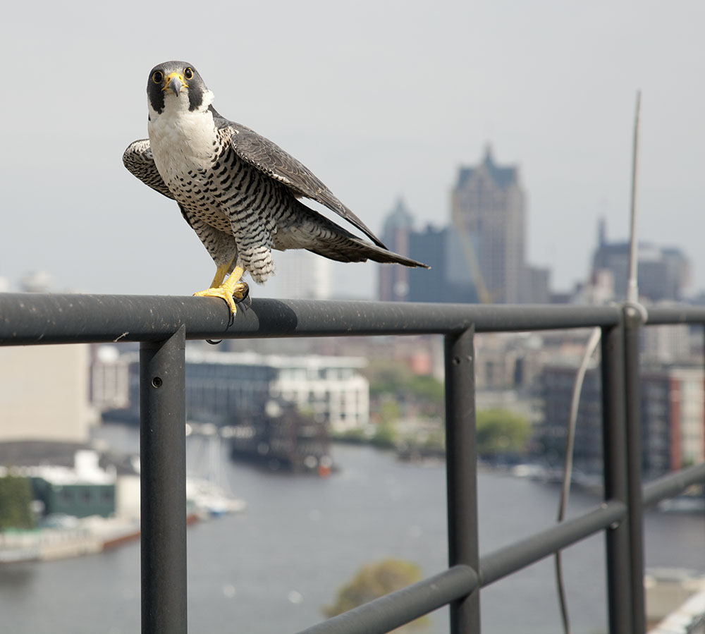 Peregrine falcon near its nest box on top of the Jones Island Wastewater Treatment Plant, Milwaukee.