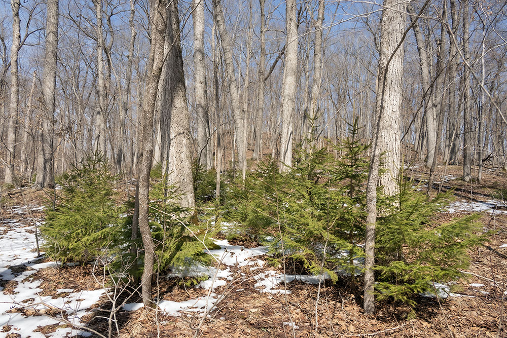 Young conifers fairly glow in the brightening sun, the trunks of the trees gleam, almost silver.