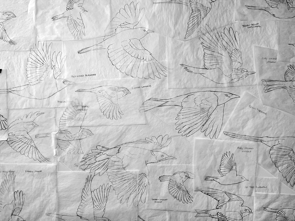 In-progress illustrations of migratory birds observed at Forest Beach Migratory Preserve
