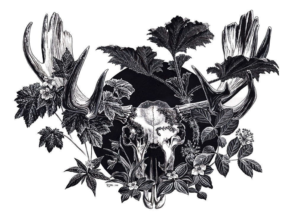 Garden and Grave, ink and scratchboard, 2018, created for the Isle Royale National Park Artist Residency