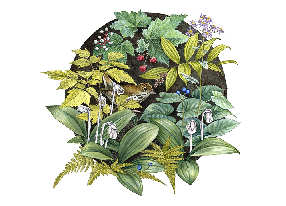 The Forest Floor, watercolor, 2018; created for the Porcupine Mountains Wilderness State Park Artist Residency
