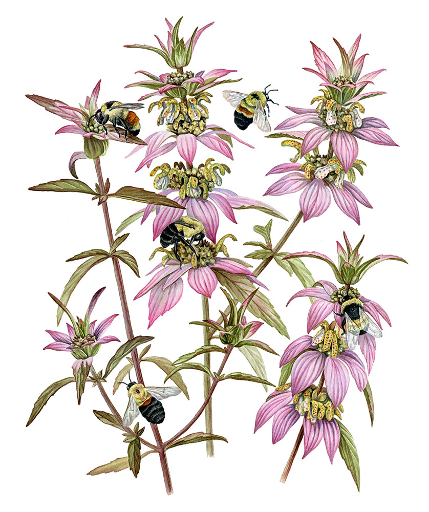 Monarda punctata and Bombus spp., watercolor, 2020