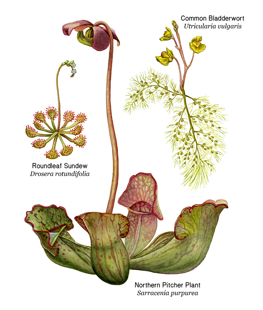 Carnivorous Plants, illustration from Wisconsin's Wild Lakes, a book written by Wisconsin Naturalist John Bates and illustrated by Rebecca Jabs