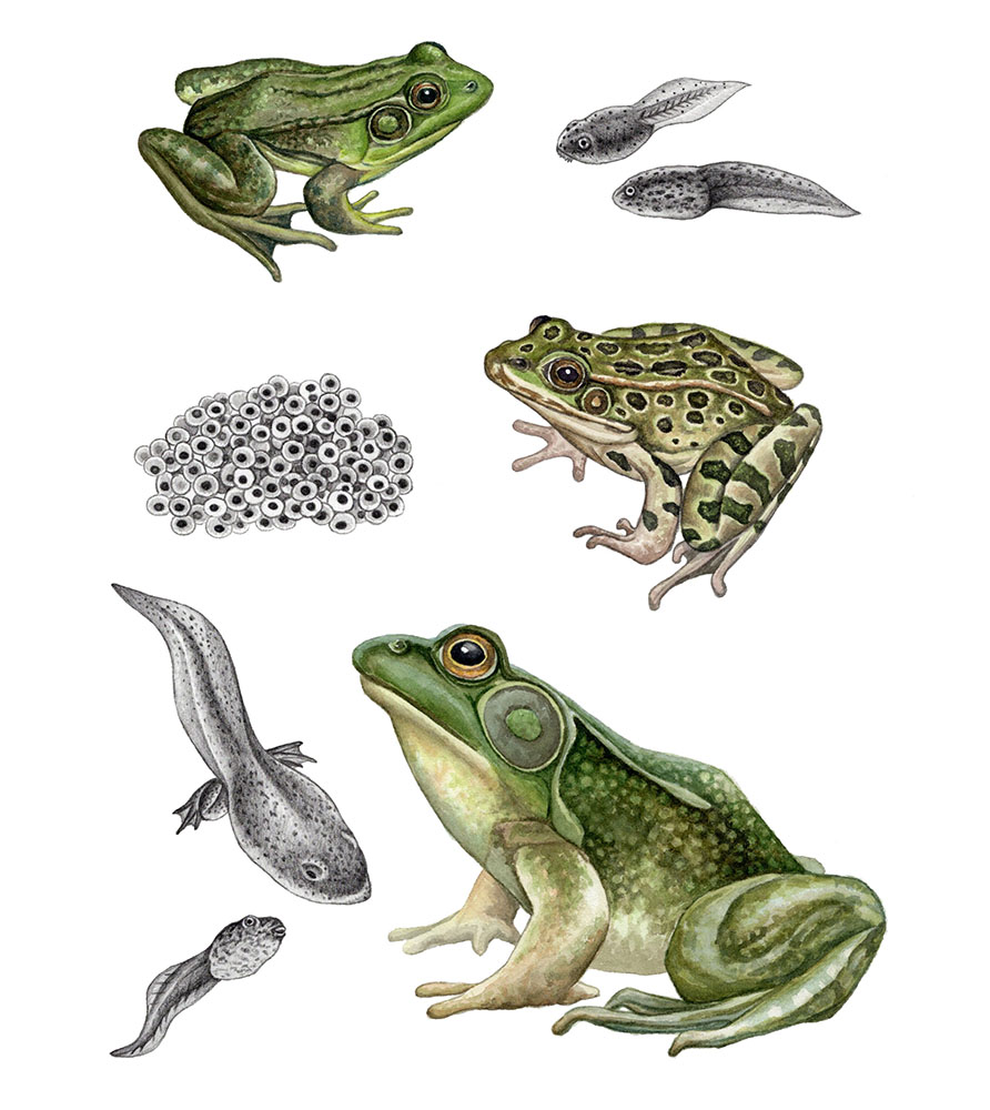 Frog Species, illustration from Wisconsin's Wild Lakes, a book written by Wisconsin Naturalist John Bates and illustrated by Rebecca Jabs