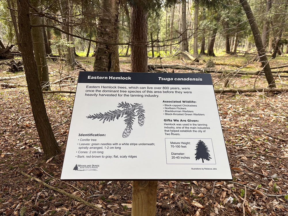 Tree identification illustrations for 21 interpretive panels along Woodland Dunes Nature Center and Preserve's Conifer Trail