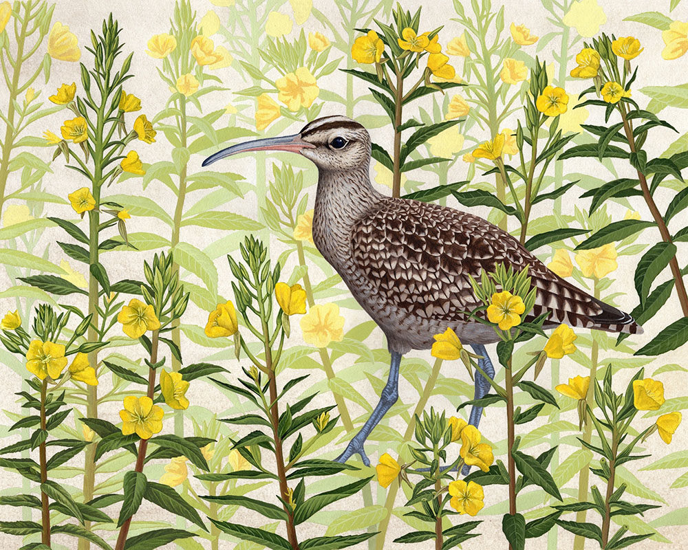 2.	Hudsonian Whimbrel and Common Evening Primrose, acrylic, 2025
