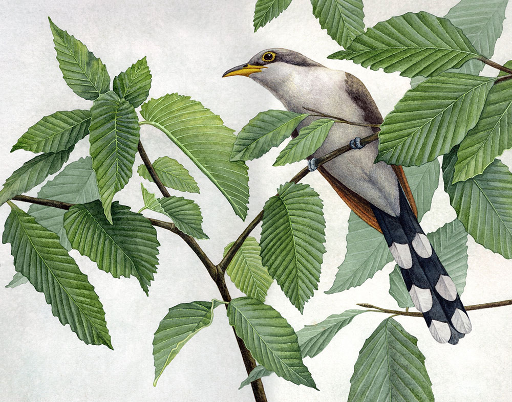 Yellow Billed Cuckoo, watercolor, 2025