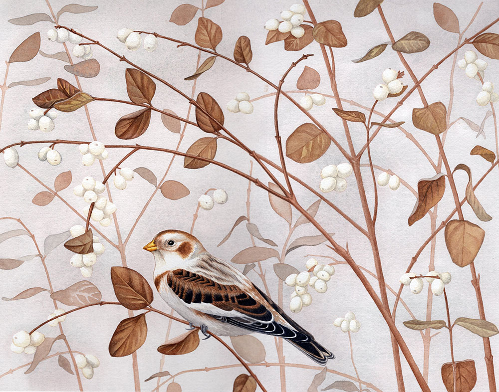 Snow Bunting and Snowberry, watercolor, 2026