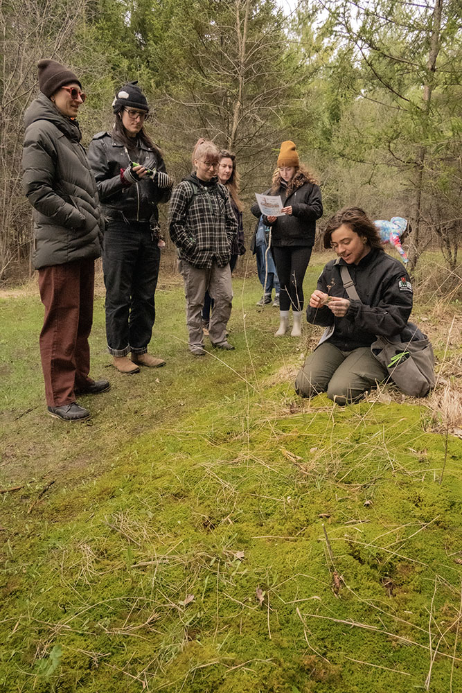 A large patch of verdant moss growing right along the trail. Andie is placing a cluster of moss with the stalks supporting sporangia into a viewing container to be passed around for a closer look. 