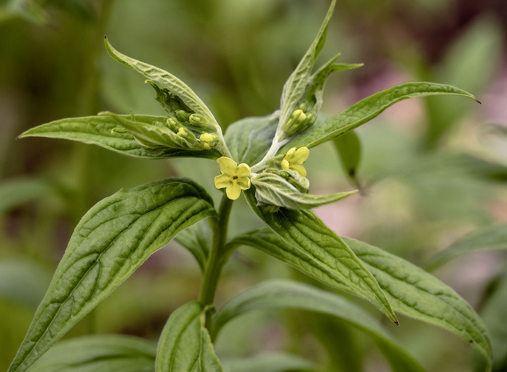 American Stoneseed is uncommon throughout its range. It is generally restricted to areas of high quality native vegetation like Martin's Woods.