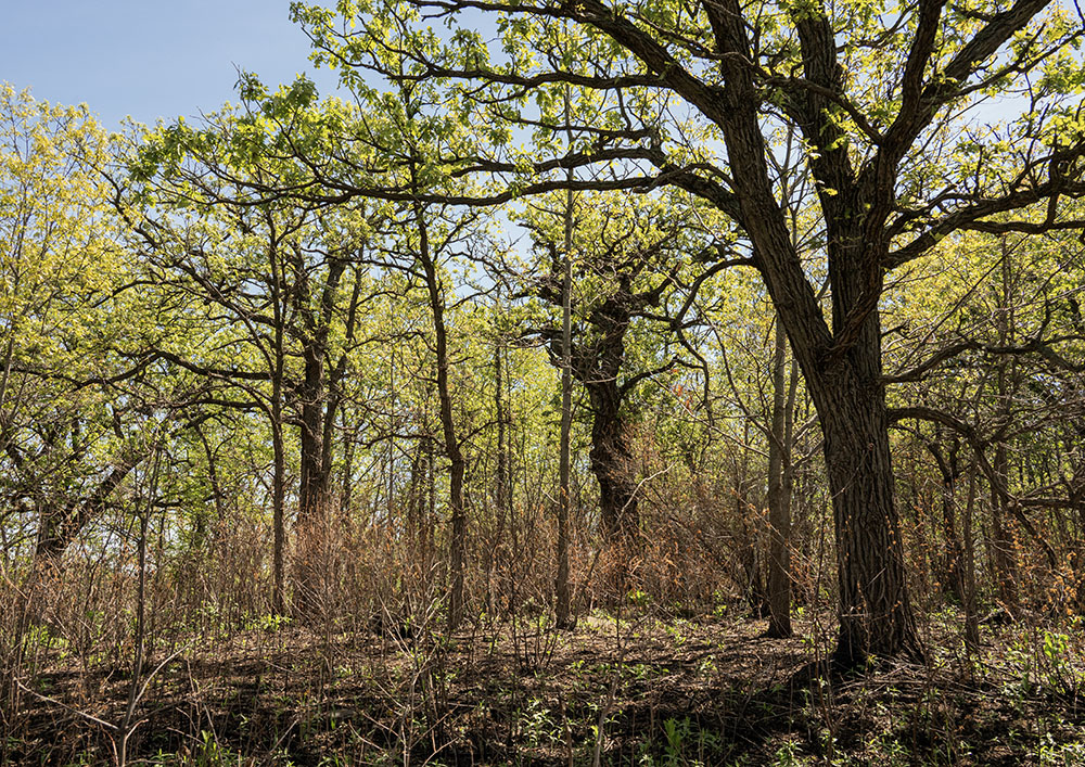 Mature bur oaks flourish atop a forest floor charred by recent controlled fire. 