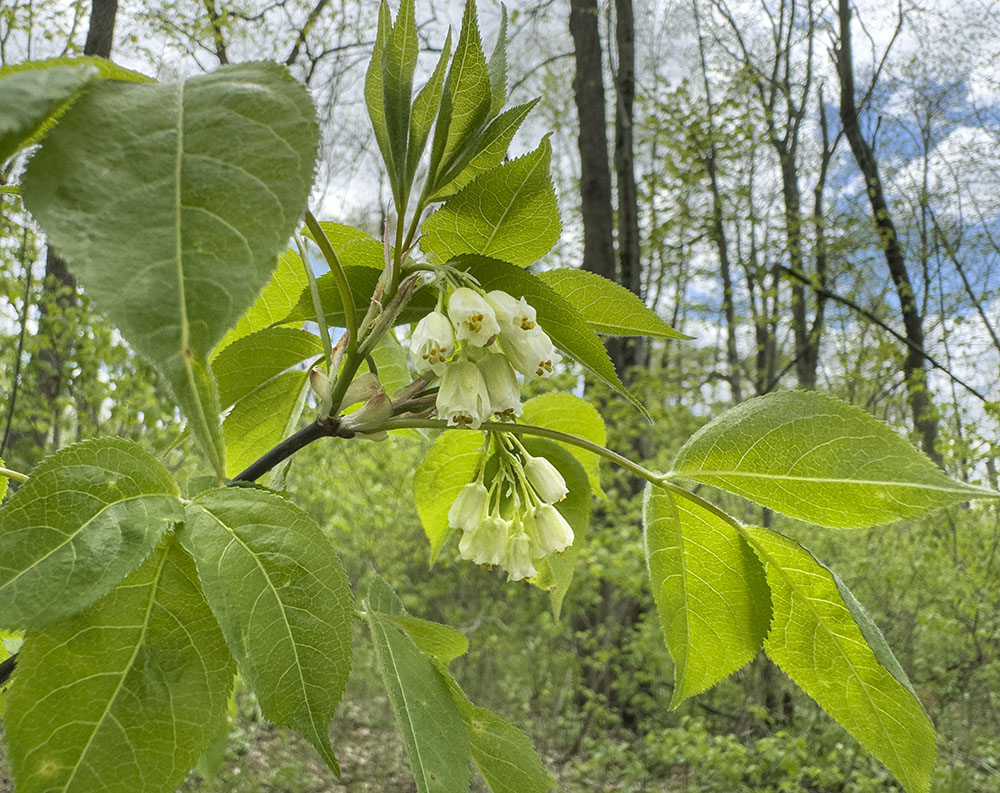 Some of the trees were also in bloom. This is an American Bladdernut, a tree I've never even heard of before, let alone seen in the wild.