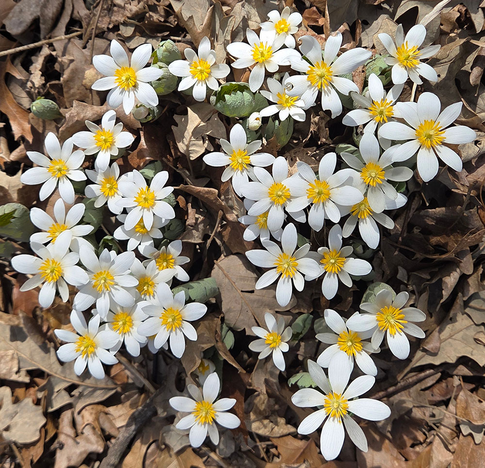 A patch of bloodroot blossoms, taken prior to the Mother's Day tour. 