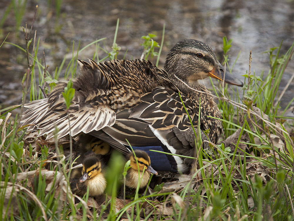 Mama mallard and her ducklings nesting in the Bubba's Woods section of the Menomonee River Parkway.
