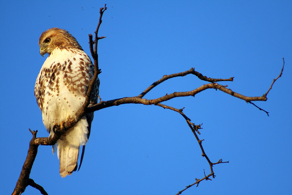 A vigilant red-tailed hawk in County Grounds Park.