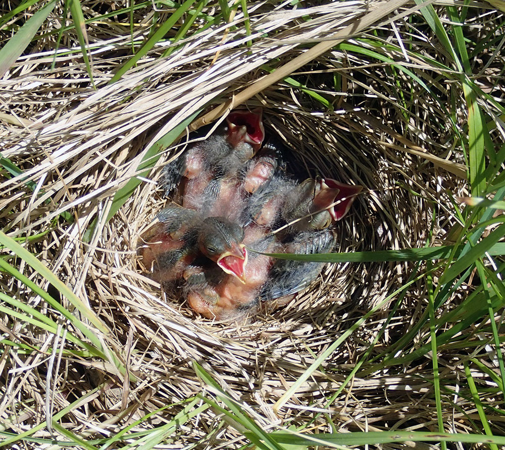 A nest full of young warblers in the Milwaukee County Grounds. Ground nesting birds like these are severely threatened by roaming cats and unleashed dogs.