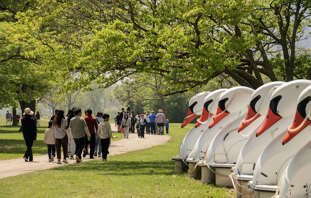 Comings and goings. People walking past a row of swan boats on land.