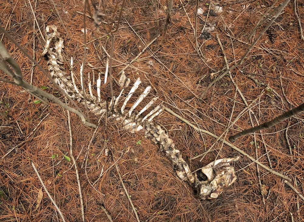 These skeletal remains of a whitetail deer were spotted among the pines.