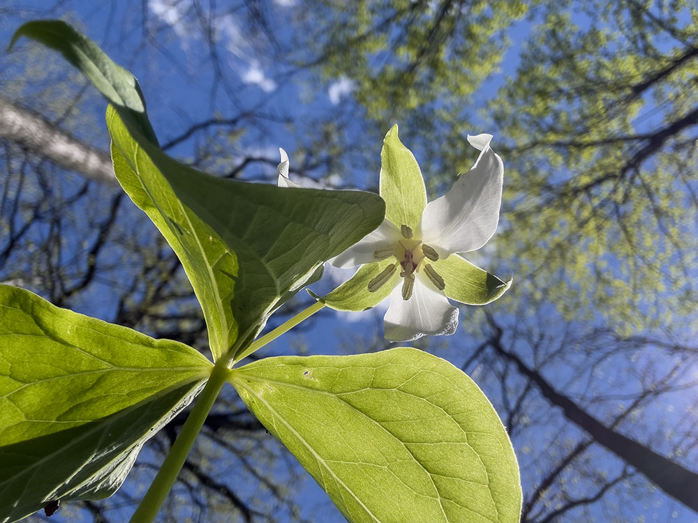 A worm's-eye view of a nodding trillium.