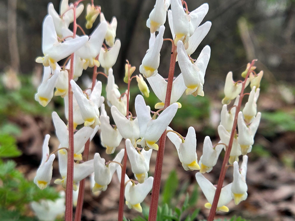 Dutchman's Breeches. Photo by Helen Holtz, WCLC.