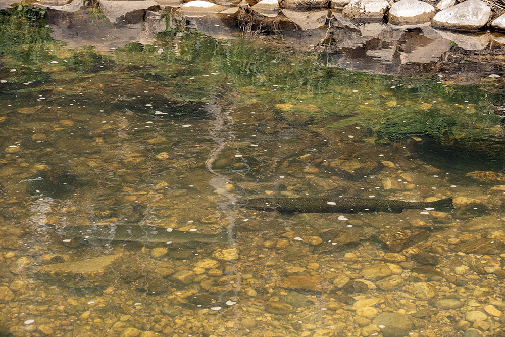 A number of sizable steelhead were spotted in the KK River, a testament to the efforts to naturalize and clean up the river.