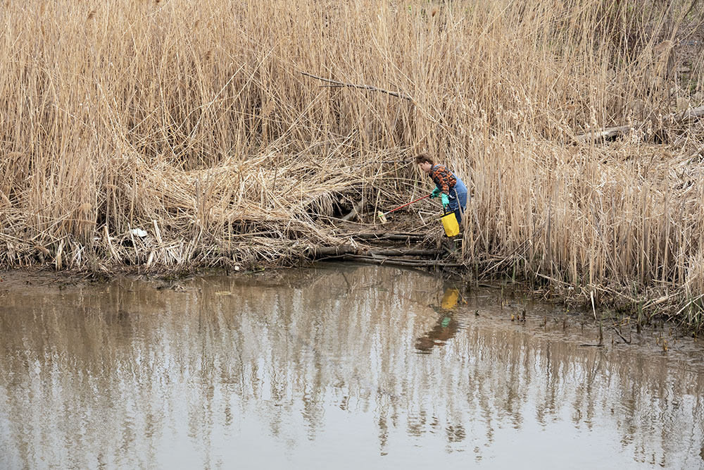 Plucking trash from a large patch of invasive phragmites near Lincoln Ave.