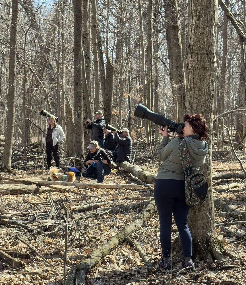 Birders gathered below the owl nest (above), which conveniently happened to be located next to a trail. Please note: the presence of people--and pets--disturbs sensitive species like owls, which need to sleep during the day. Best practices include keeping a significant distance away, not lingering too long, and not bringing dogs near, even on a leash.