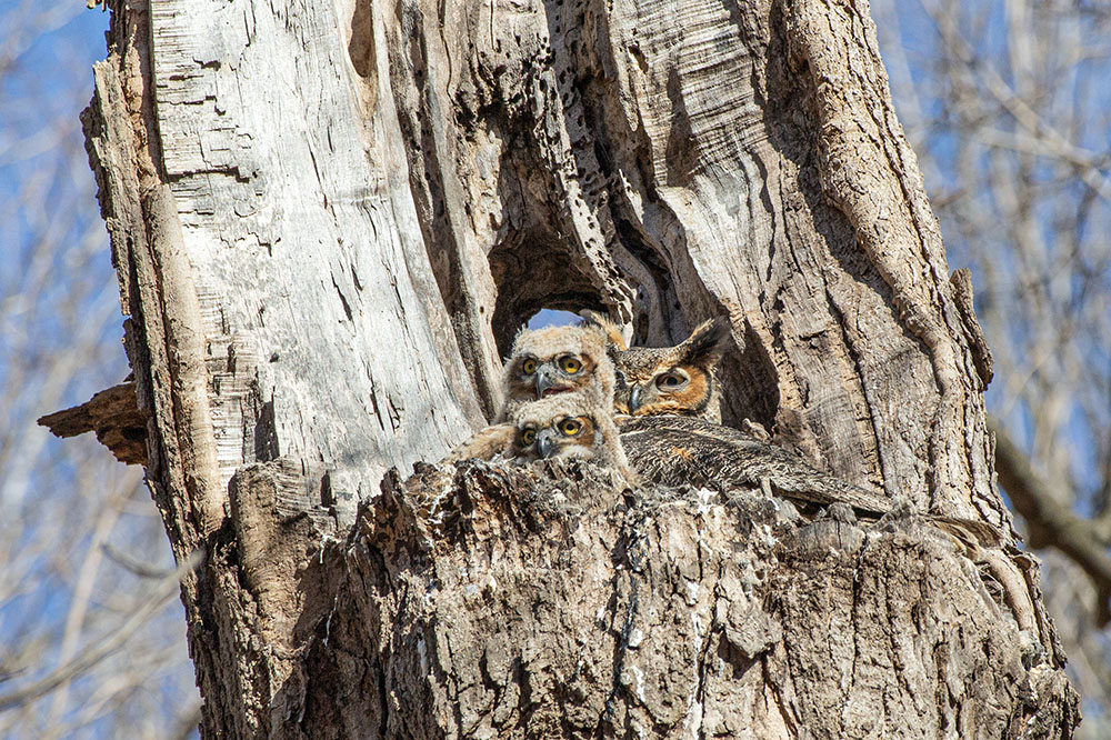 Great horned owls nesting in a cavity in a dead tree in the Forest Exploration Center, one of the many species that benefits through benign forestry practices, including allowing dead trees to keep standing.