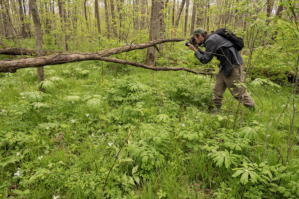 White trilliums, mayapples (the umbrella-like plants), and sedges (which look like grass) dominate this section of the undergrowth.