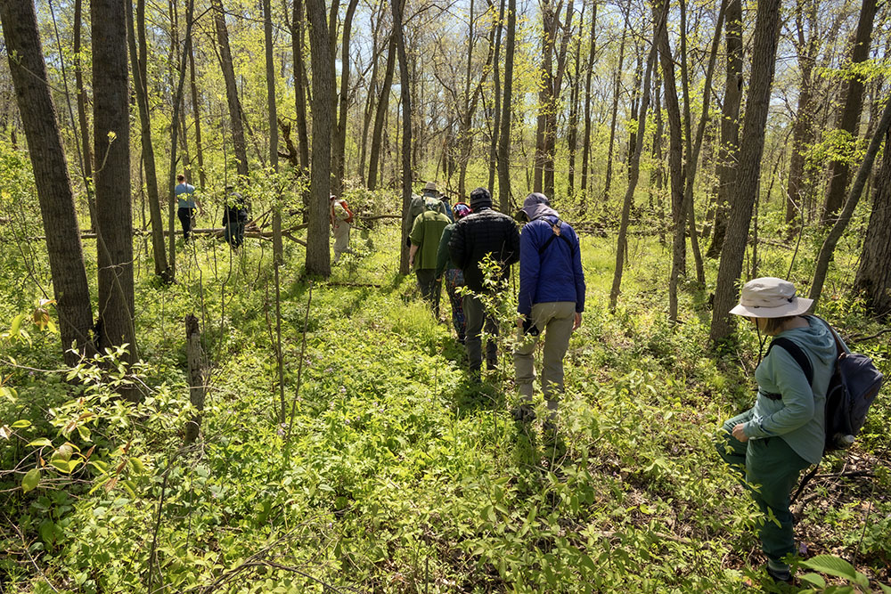 The tour group bushwhacking into the woodland. Everyone learned to watch their steps carefully to avoid trampling the abundant flowering plants underfoot.