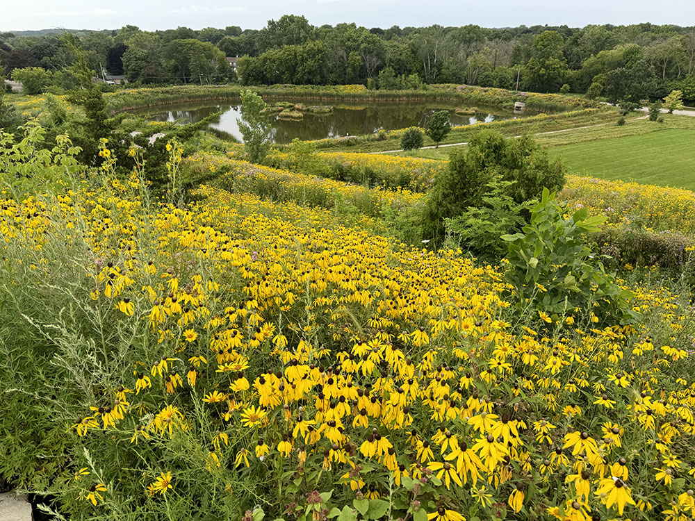 Wildflower spectacular! Hartung Park.