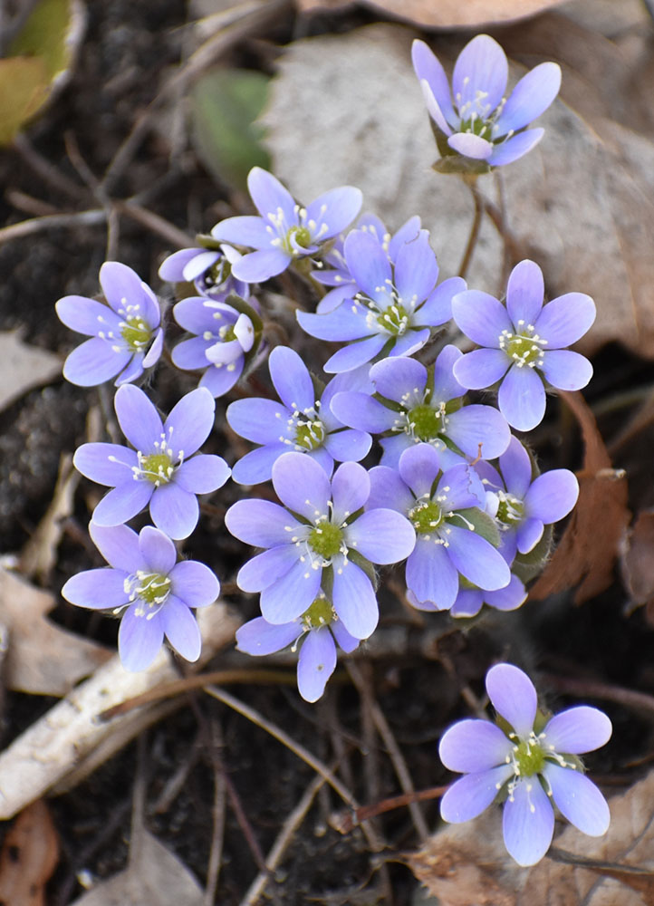Hepatica blossoms, also taken previously. Photo by Helen Holtz, WCLC.