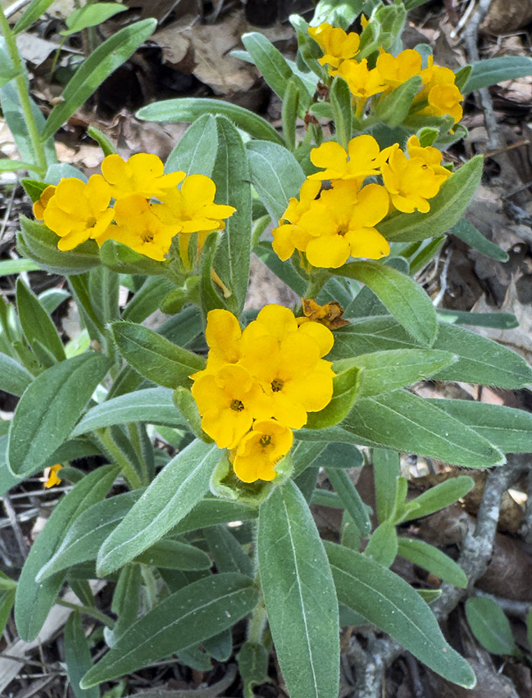 Hoary Puccoon in bloom along the trail.