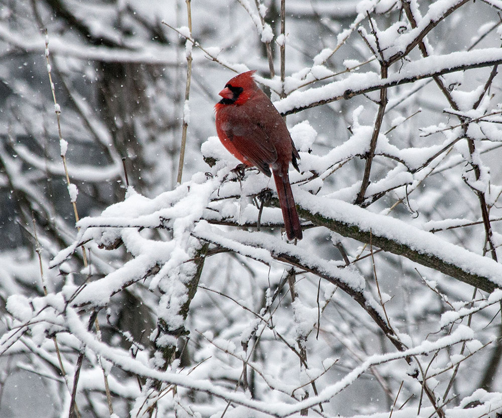 A plump cardinal, an overwintering species, in Hoyt Park.