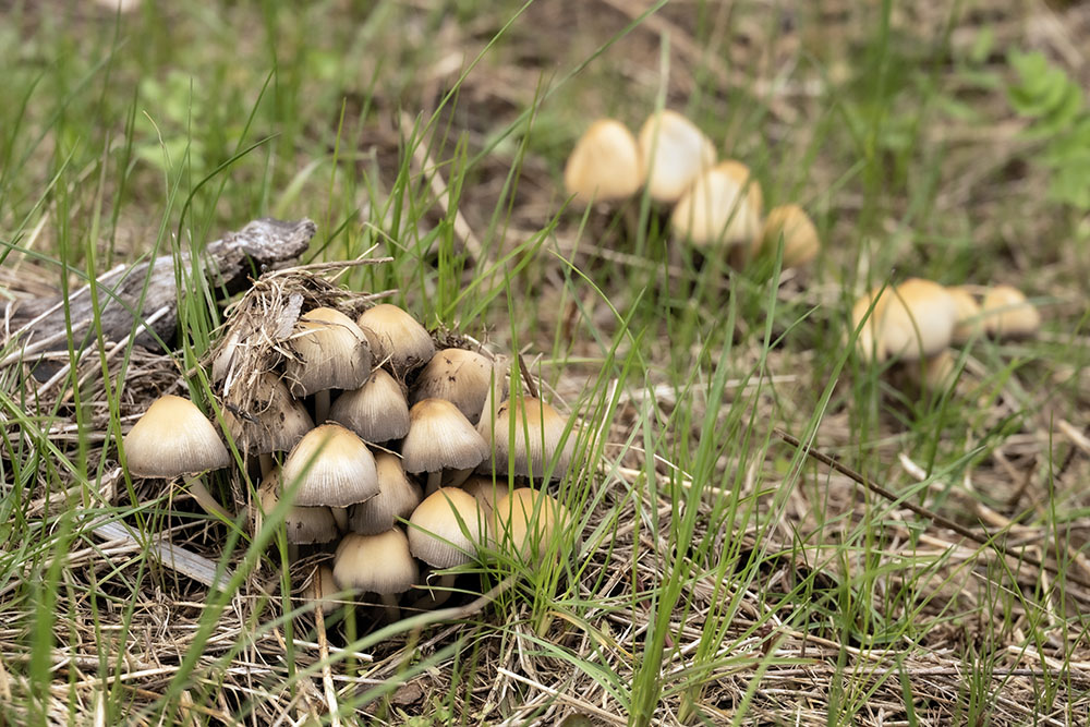 A small colony of Inky Cap mushrooms sprouting from the grass in an open field.