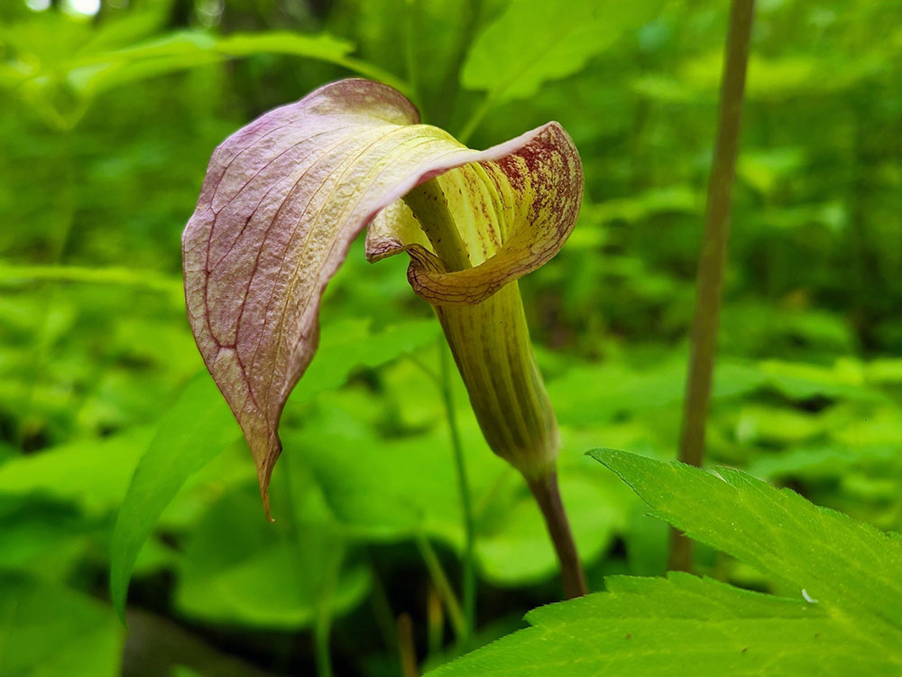 Jack in the Pulpit. Photo by Helen Holtz, WCLC.