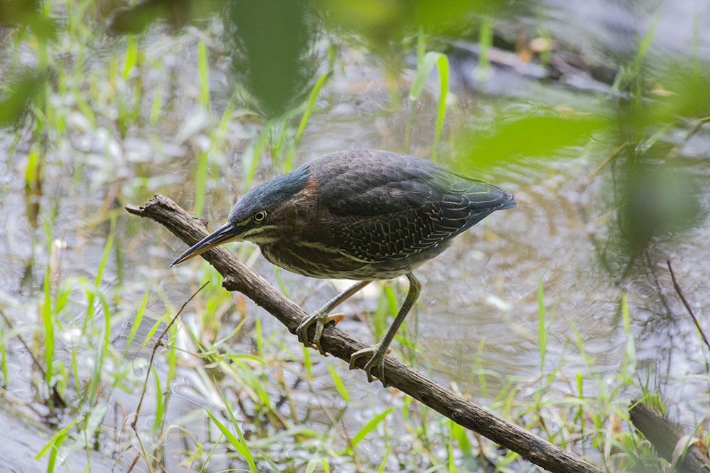 A green heron stalking the lagoon at Jacobus Park.